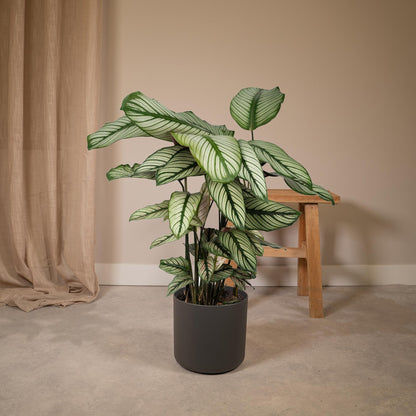 Calathea Whitestar - Pfauenpflanze - Ø19cm - ↕50cm
