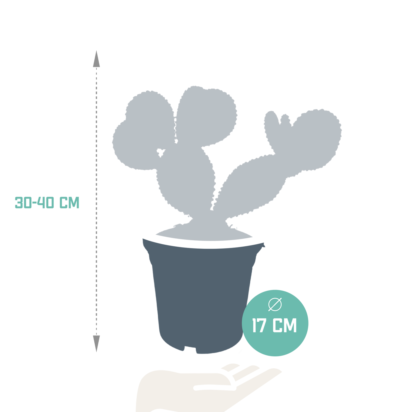 Haseohr-Kaktus 17 cm – pflegeleicht & dekorativ