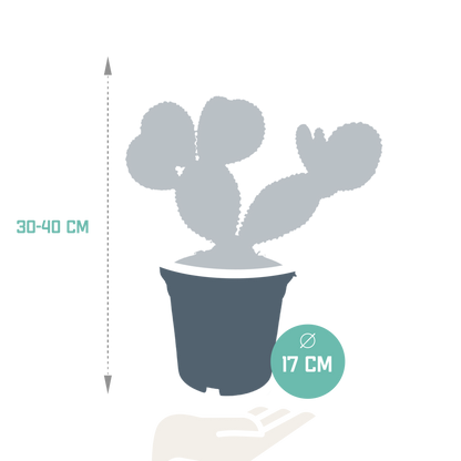 Haseohr-Kaktus 17 cm – pflegeleicht & dekorativ