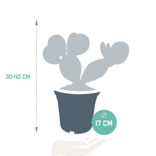 Haseohr-Kaktus 17 cm – pflegeleicht & dekorativ