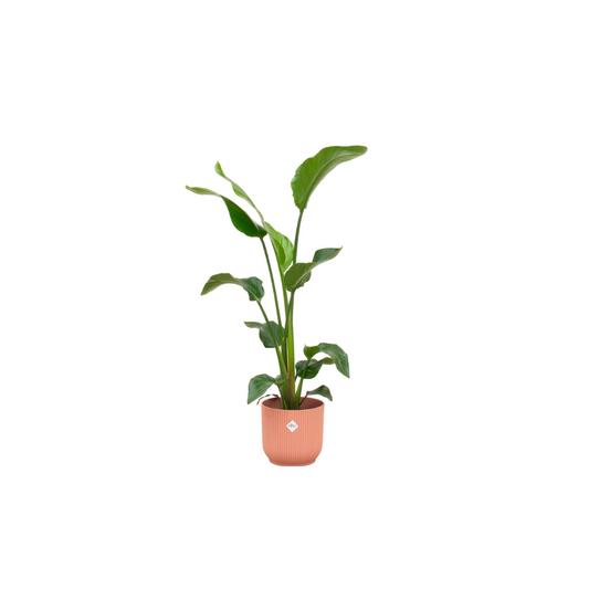 Baumstrelitzie 100 cm mit rosa Topf – Exotische Zimmerpflanze