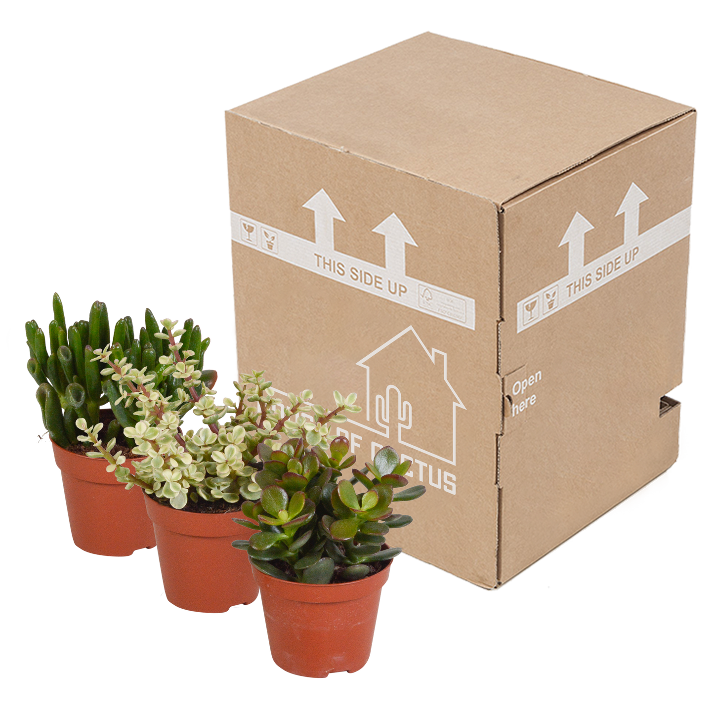 Dickblatt Mix 8,5 cm – 3er Set pflegeleichte Sukkulenten