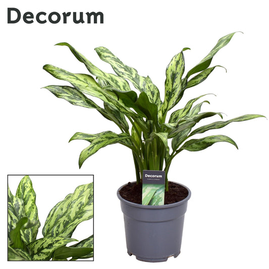 Aglaonema Stripes - Ø14cm - ↕40cm