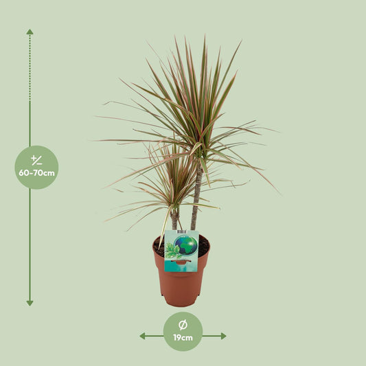 Dracaena Marginata Bicolor - Ø19cm - ↕70cm