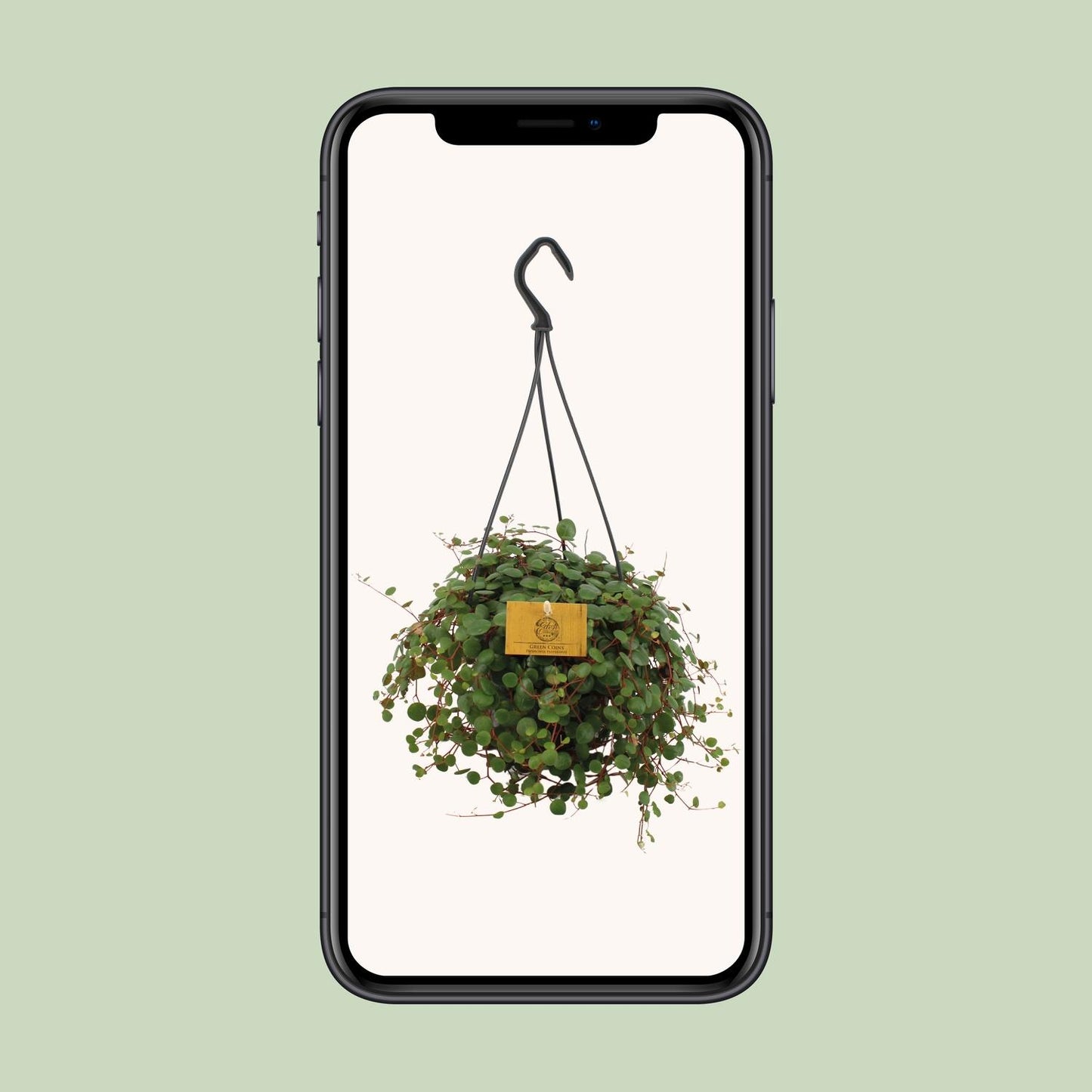 Peperomia Pepperspot - Ø15cm - ↕25cm
