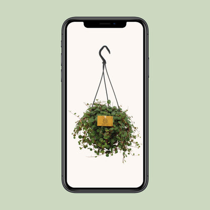 Peperomia Pepperspot - Ø15cm - ↕25cm