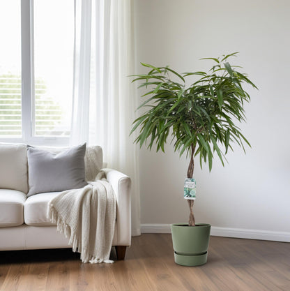 Ficus Mahori - Ø27cm - ↕120cm