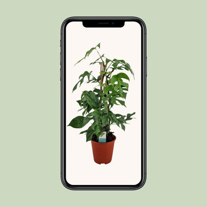 Philodendron Minima Pyramide - Ø19 ↕75
