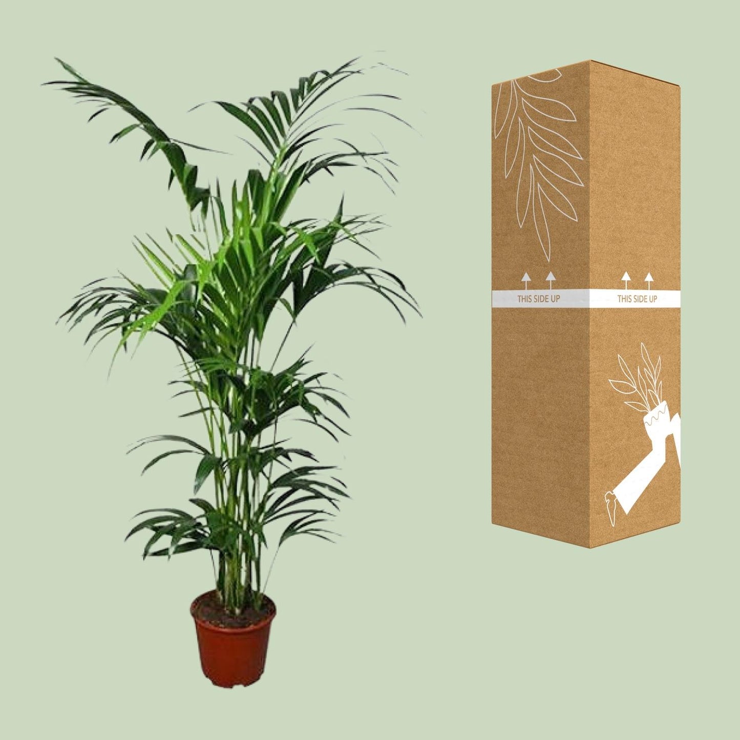 Howea - Ø24cm - ↕180cm