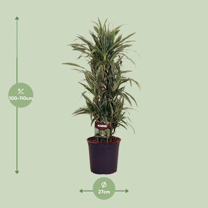 Dracaena Frag. Warneckei - Ø27cm - ↕110cm