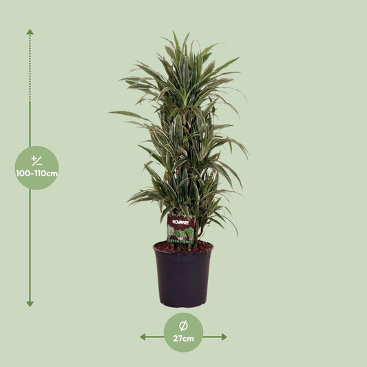 Dracaena Frag. Warneckei - Ø27cm - ↕110cm