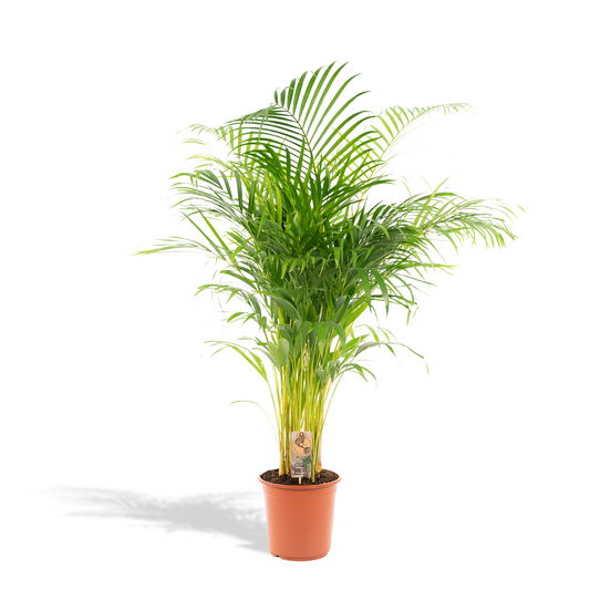 Goldfruchtpalme Areca Palme – 130 cm, luftreinigend