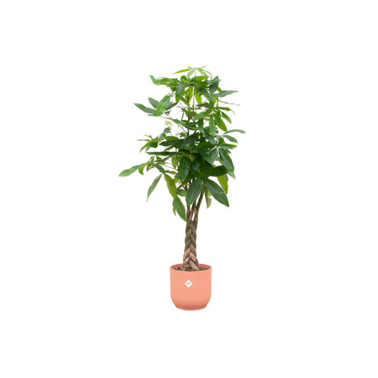 Geldbaum 160 cm im rosa Elho Topf – Pachira Aquatica