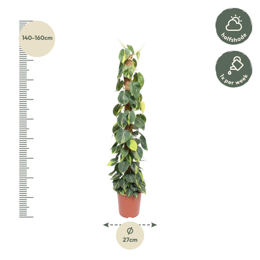 Kletterphilodendron Brasil 150cm am Moosstab – pflegeleicht & dekorativ
