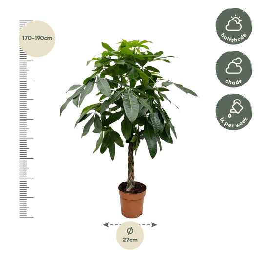 Geldbaum 170 cm – Pachira Aquatica Zimmerpflanze