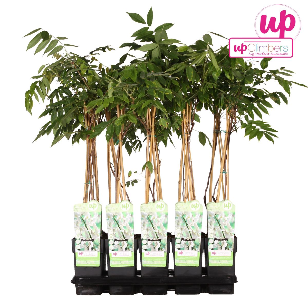 Wisteria floribunda 'Longissima Alba' - WeiÃŸer Regen - Ø15cm - ↕65cm