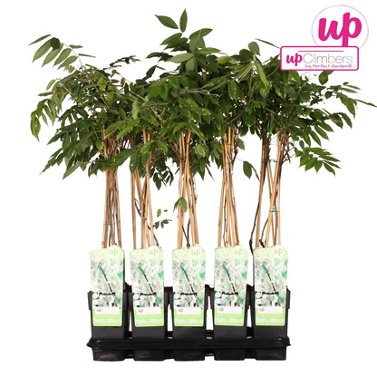 Wisteria floribunda 'Longissima Alba' - WeiÃŸer Regen - Ø15cm - ↕65cm