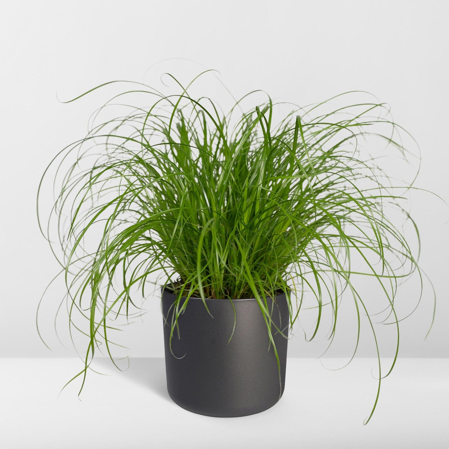 Cyperus Alternifolius - Katzengras - Ø12cm - ↕20cm