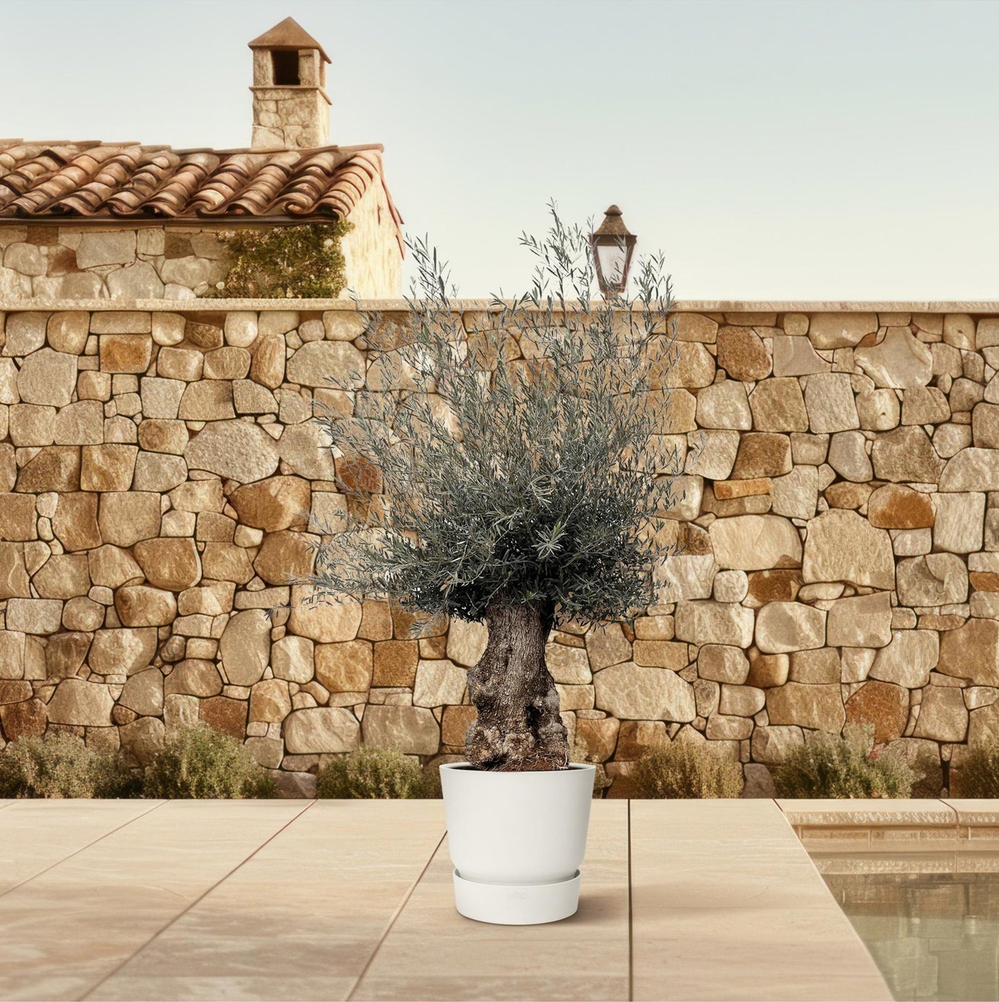 Olivenbaum Bonsai 270 cm – Mediterrane Eleganz
