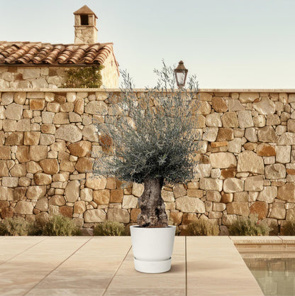 Olivenbaum Bonsai 270 cm – Mediterrane Eleganz