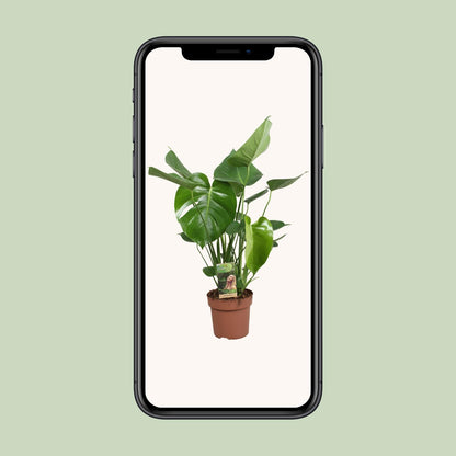 Monstera Deliciosa - Ø17cm - ↕60cm