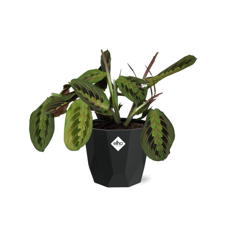 Maranta Leuconeura ‘Fascinator’ Tricolor in 14cm b.for rock living black