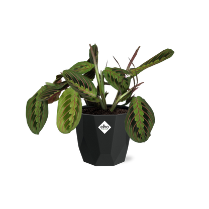 Maranta Leuconeura ‘Fascinator’ Tricolor in 14cm b.for rock living black