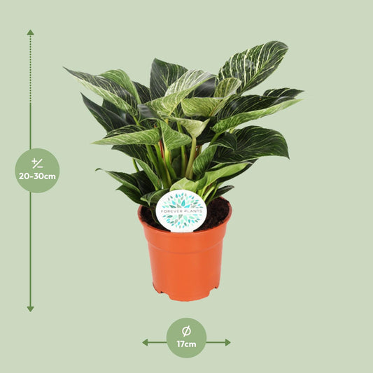 Philodendron Birkin - Ø17cm - ↕30cm