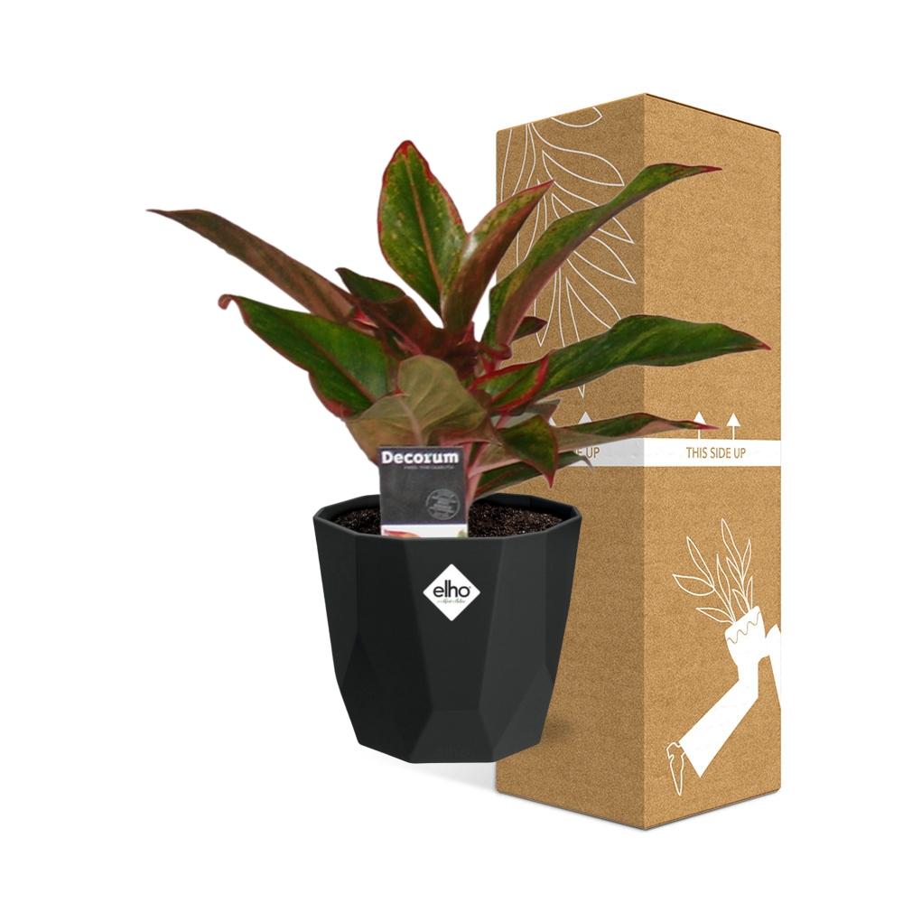 Aglaonema Crete in 14cm b.for rock living black