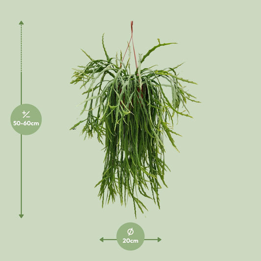 Lepismium Asuntapatense - Ø20cm - ↕60cm