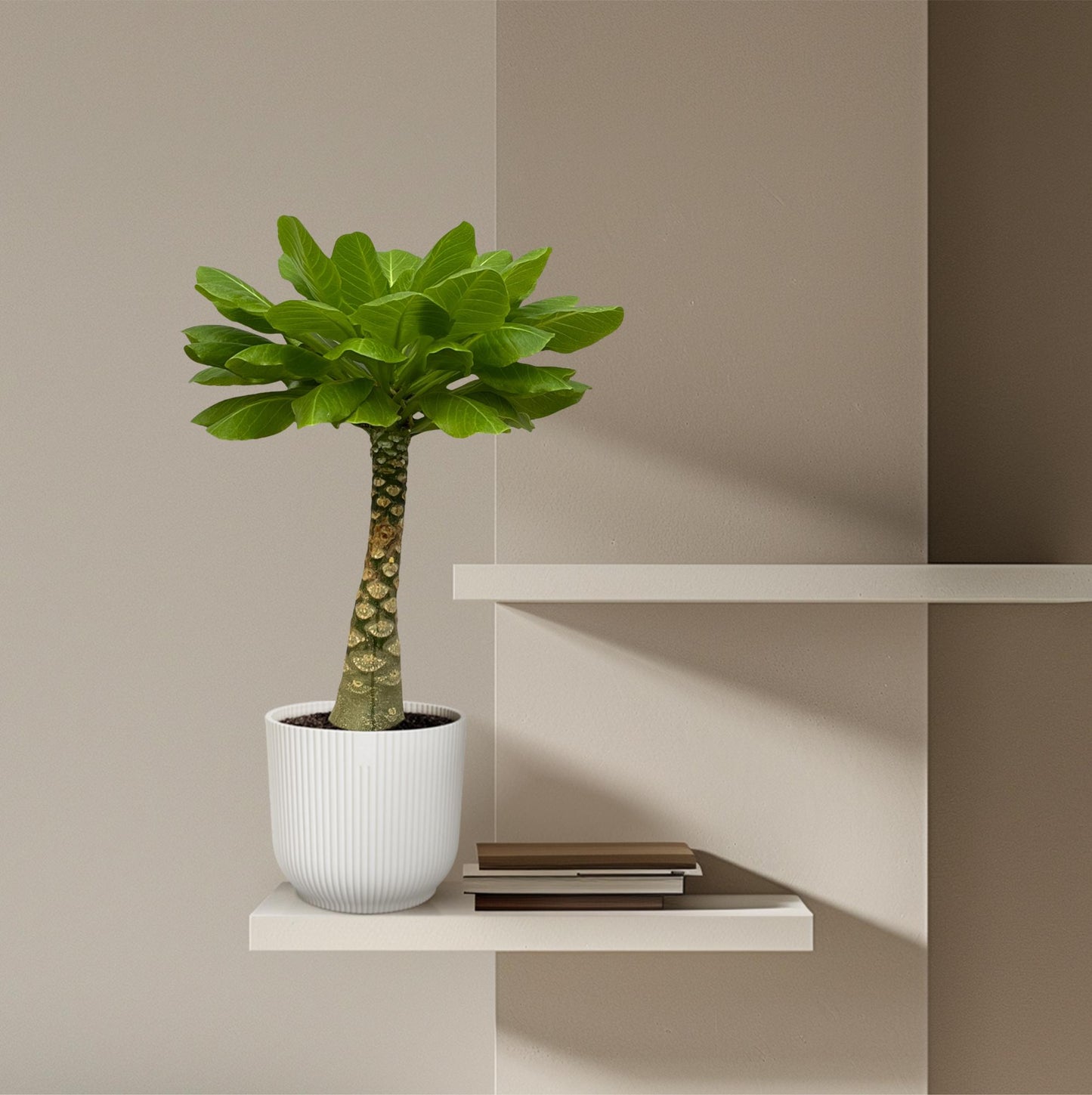 Hawaiianische Palme 25 cm – Exotische Zimmerpflanze
