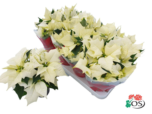 Euphorbia  Alaska Vertakt Met Hoes - Ø10,5cm - ↕30cm