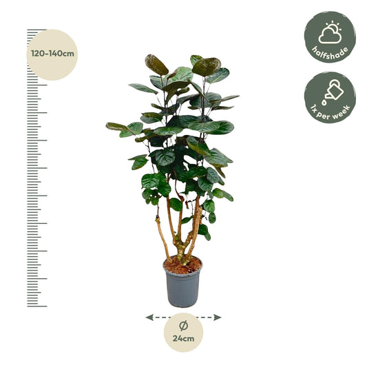 Aralie Fabian – Stilvolle Zimmerpflanze 130 cm