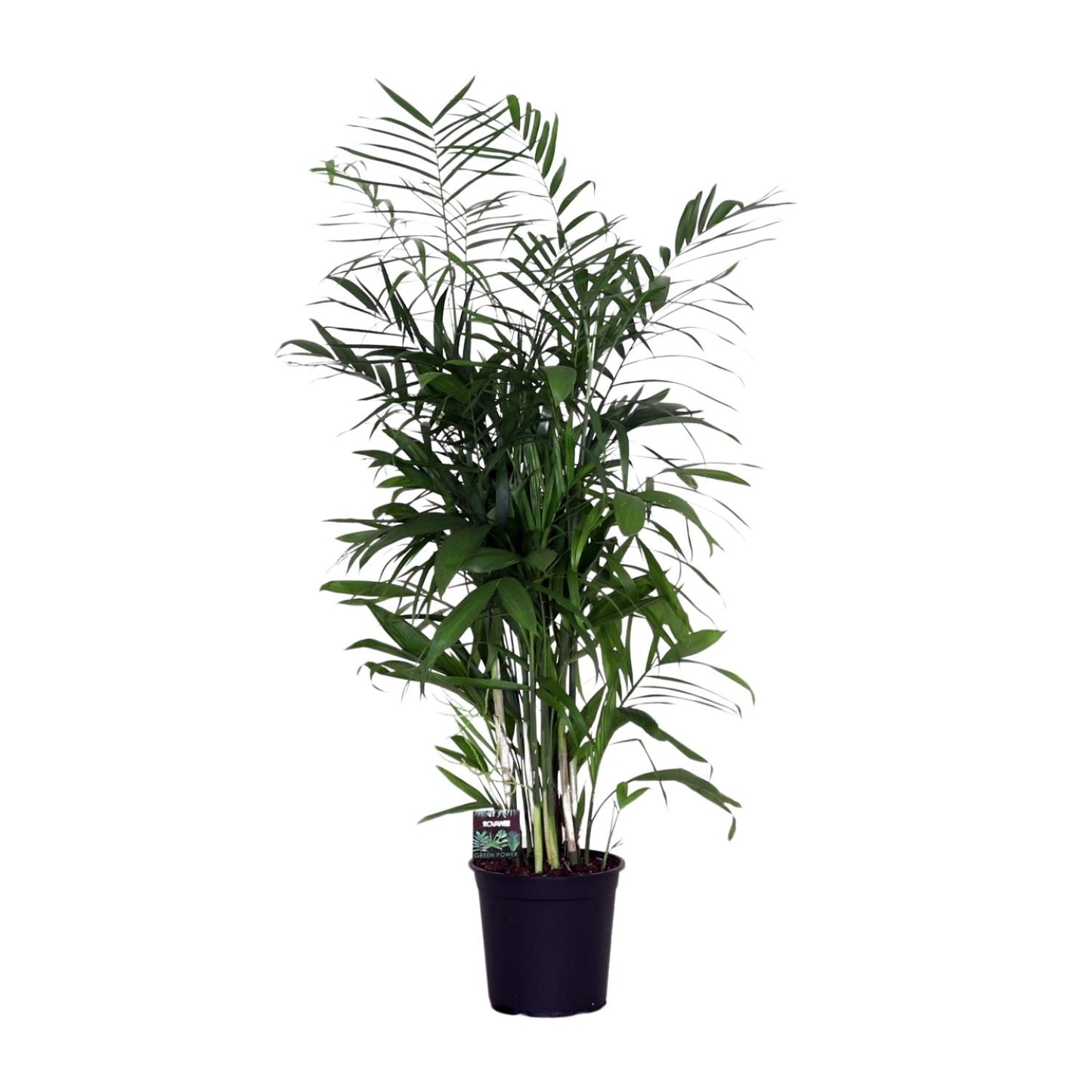 Chamaedorea Seifrizii - Ø24cm - ↕140cm