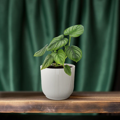 Philodendron Mamei - Ø12cm - ↕25cm