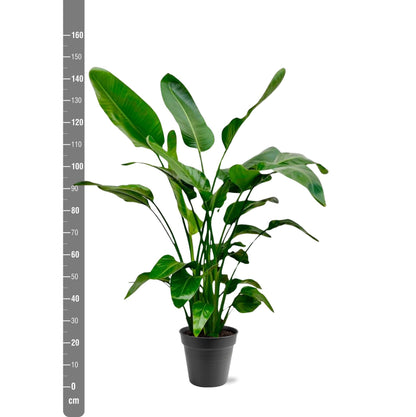 Strelitzie Nicolai 150 cm – Weiße Strelitzie für tropisches Flair