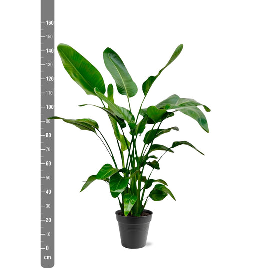 Strelitzie Nicolai 150 cm – Weiße Strelitzie für tropisches Flair