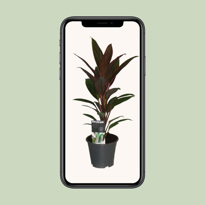 Cordyline Rumba - Ø12cm - ↕40cm