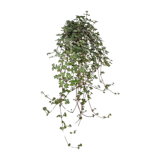 Pilea Glaucophylla - Ø11cm - ↕20cm