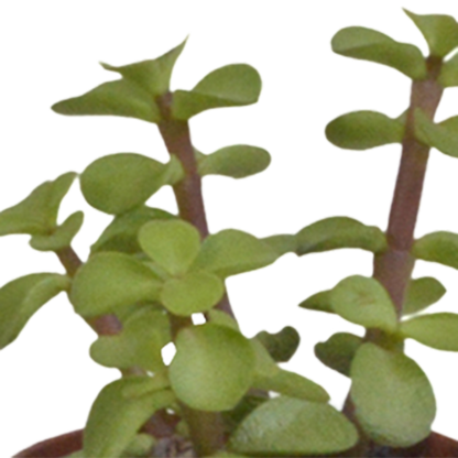 Vetplanten-Mischung 5,5 cm - 5x - in witte pot