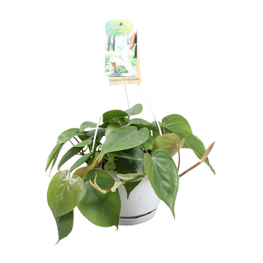 Philodendron Scandens - Ø17cm - ↕20cm