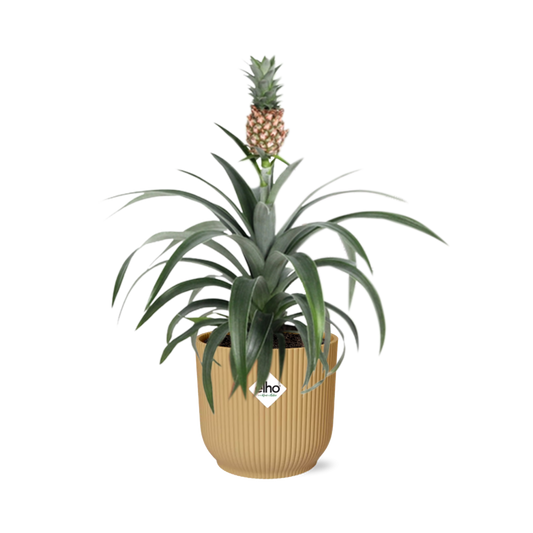 Ananas Mi Amigo in ELHO Vibes Fold 14cm geel