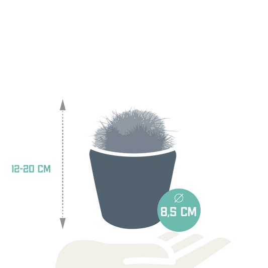 Bolcactus-Mischung 8,5 cm - in Mexicaanse pot