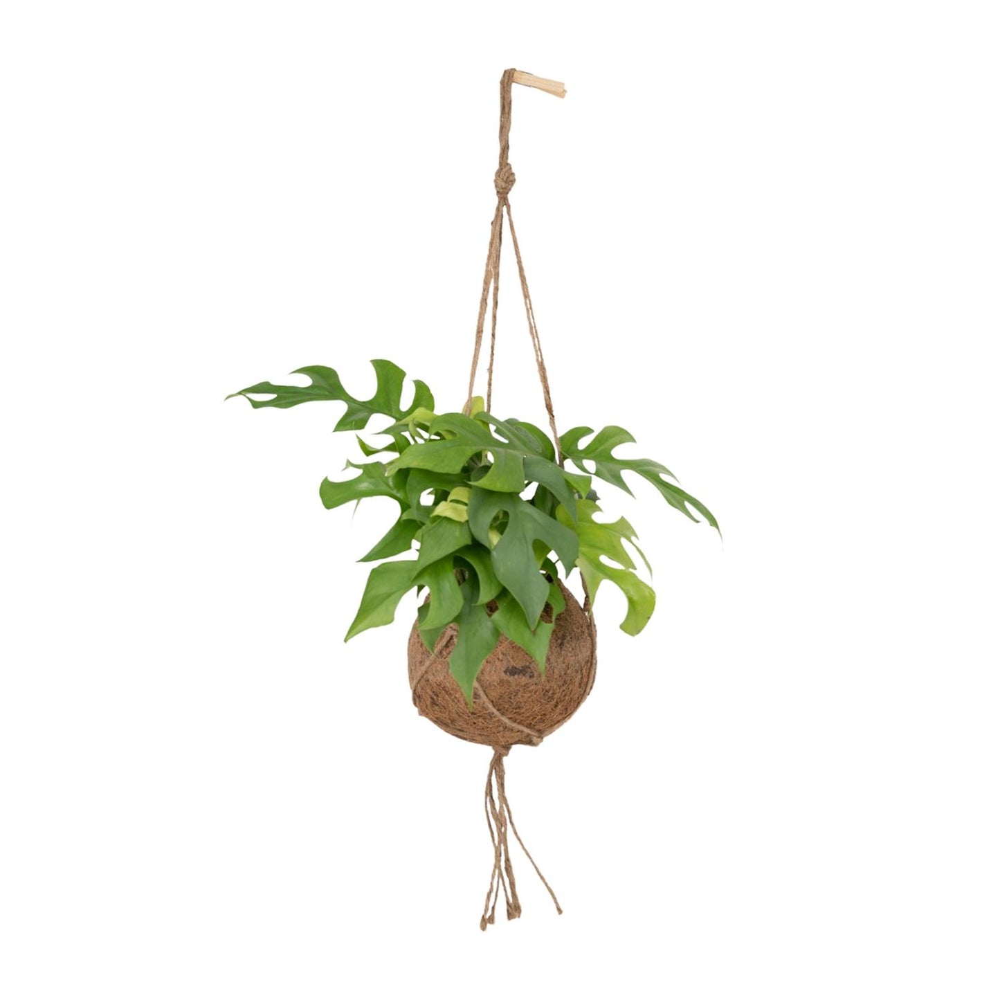 Kokodama Monstera Minima - Lochpflanze - Ø15cm - ↕25cm