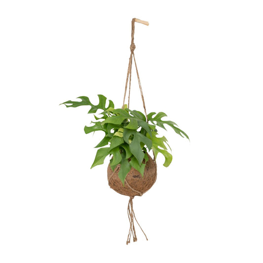 Kokodama Monstera Minima - Lochpflanze - Ø15cm - ↕25cm