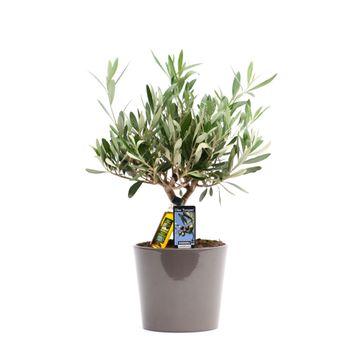 Olea Olijf - Ø16cm - ↕40cm