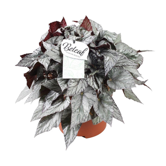 Begonia Beleaf Evening Glow - Ø17cm - ↕32cm