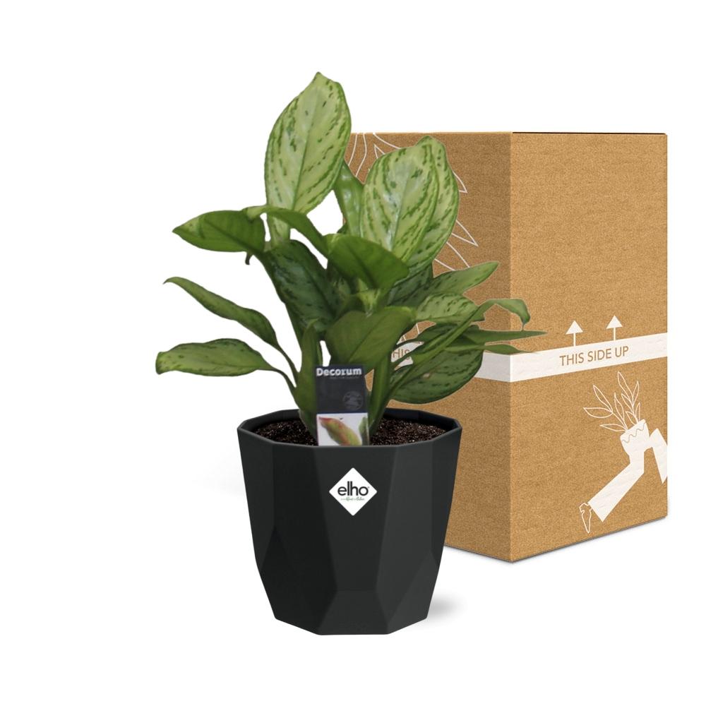 Aglaonema Christina in 14cm b.for rock living black