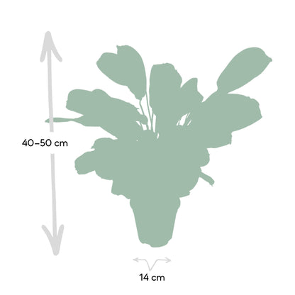 Ctenanthe Amabilis - Ø14cm - ↕25cm