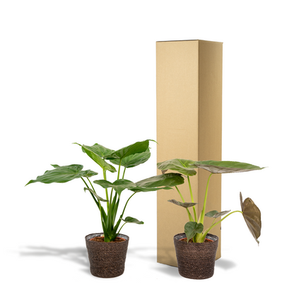 Alocasia Cucullata - Ø19cm - ↕60cm + Alocasia Wentii - Ø19cm - ↕60cm + Korb Igmar